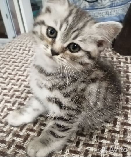 Шотландские котята