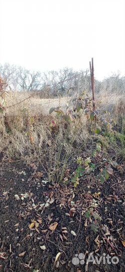 Чайная роза. Сухоцвет. Саженцы