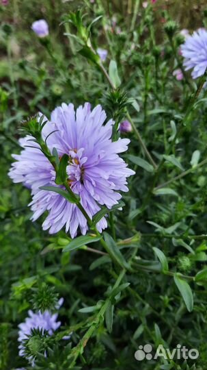 Астра ромашковая