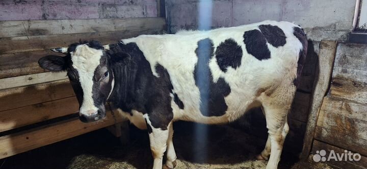 Телки стельные