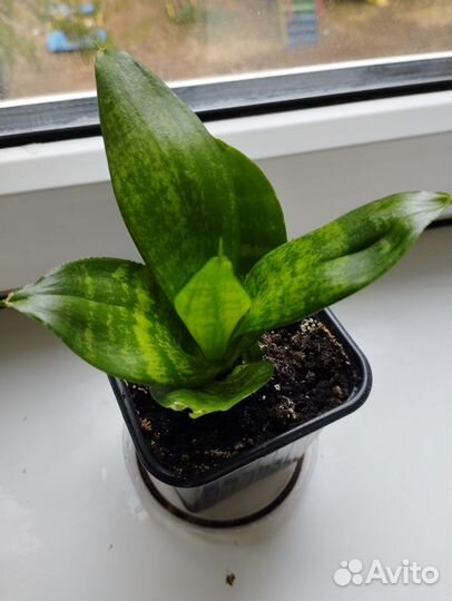 Сансевиерия ханни