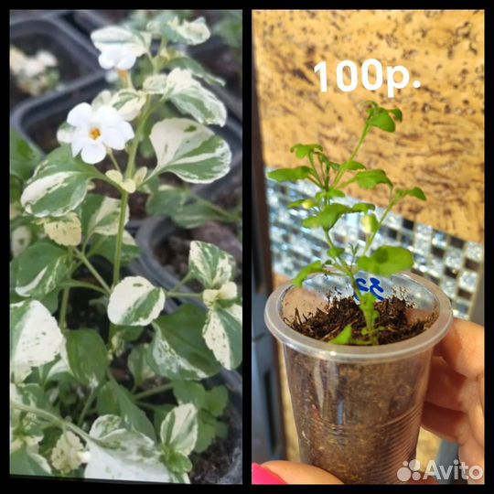 Комнатные растения и цветы для сада