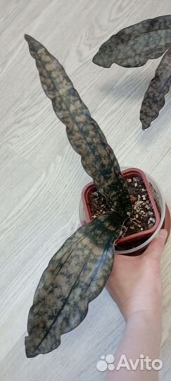 Сансивьерия