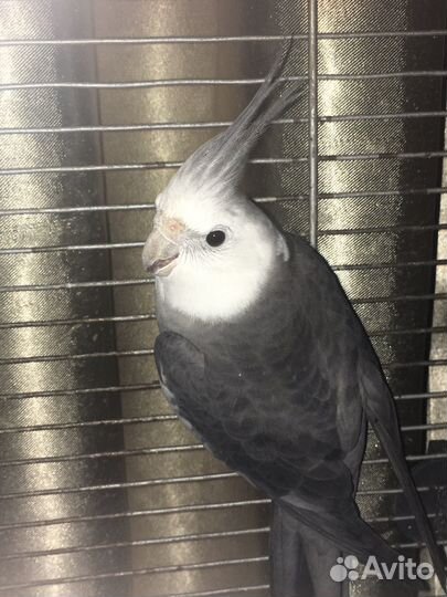 Попугай корелла