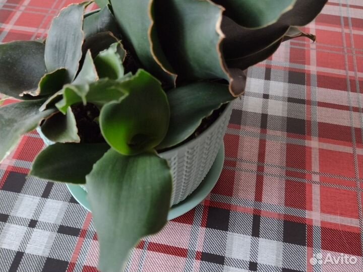 Сансевиерия стар роуз