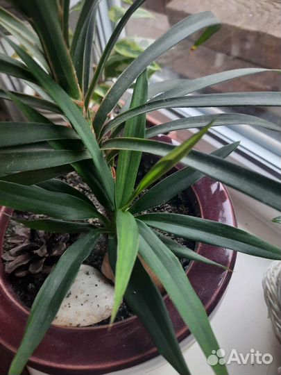 Цветок детка от этого красавчика