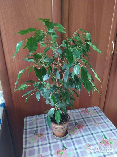 Фикус бенджамина
