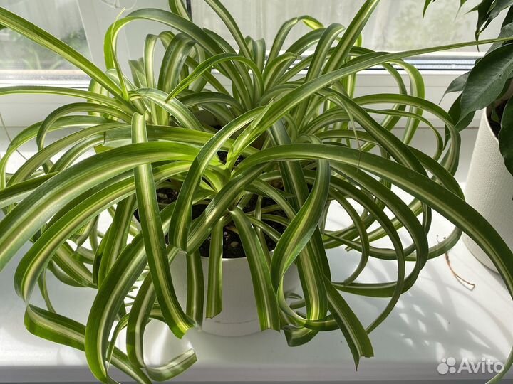 Хлорофитум кудрявый