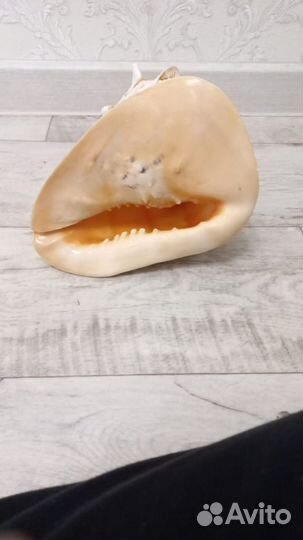 Ракушка морская большая