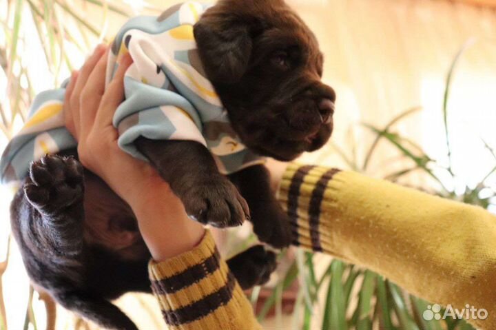 Лабрадор щенки