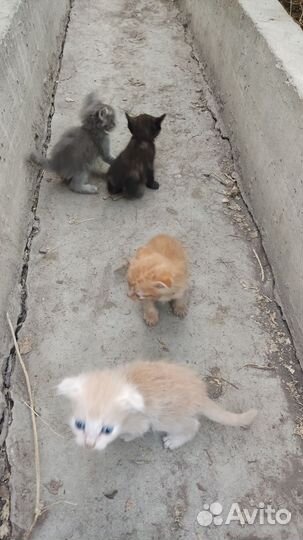 Кошки в добрые руки