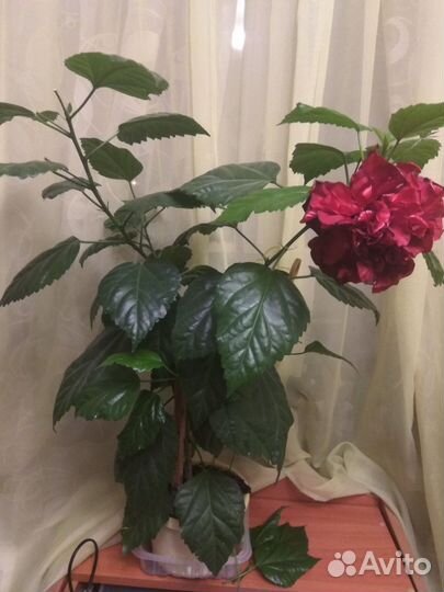 Гибискус китайская роза