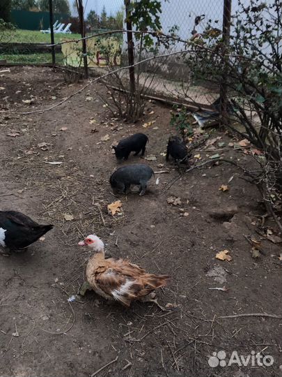 Вьетнамские поросята