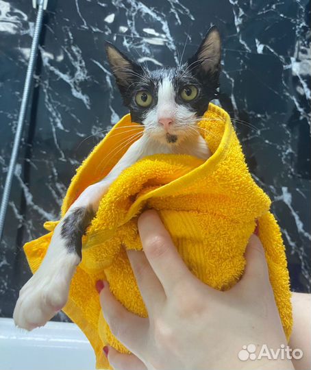 Софико ищет дом