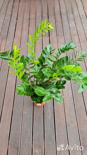 Замиокулькас