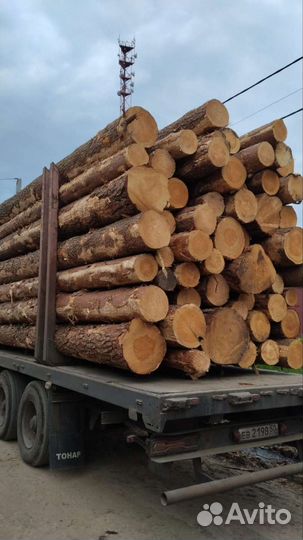 Лес кругляк пиловочник Свежий. Хвоя