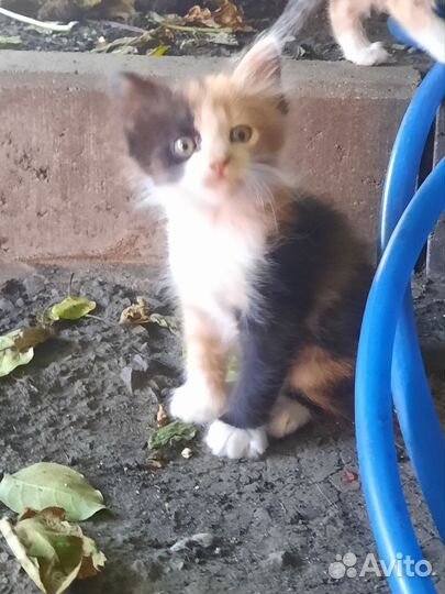 Котята в добрые руки бесплатно