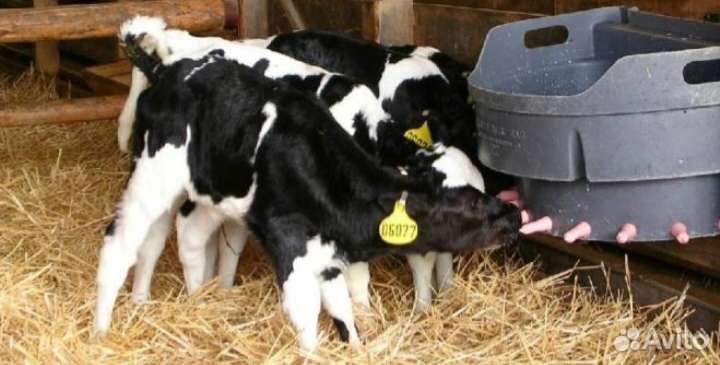 Бычки телята отборные