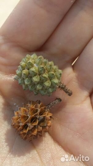 Семена Казуарины хвощевидной