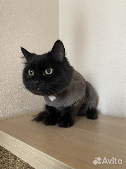 Стрижка кошек