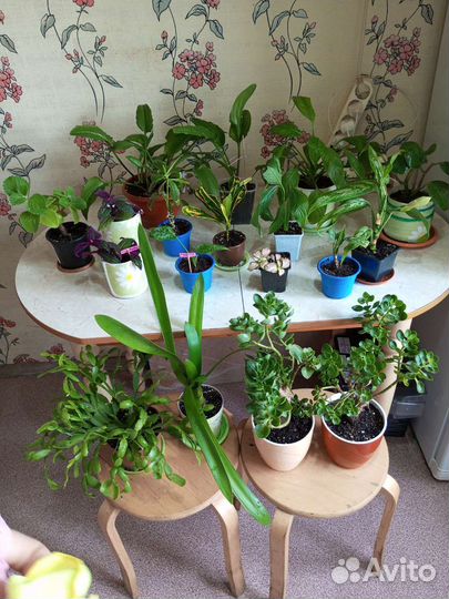 Комнатные растения(часть 1)