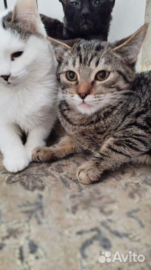 Котята в добрые руки