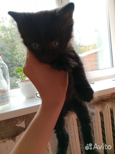 Кошка в дар бесплатно