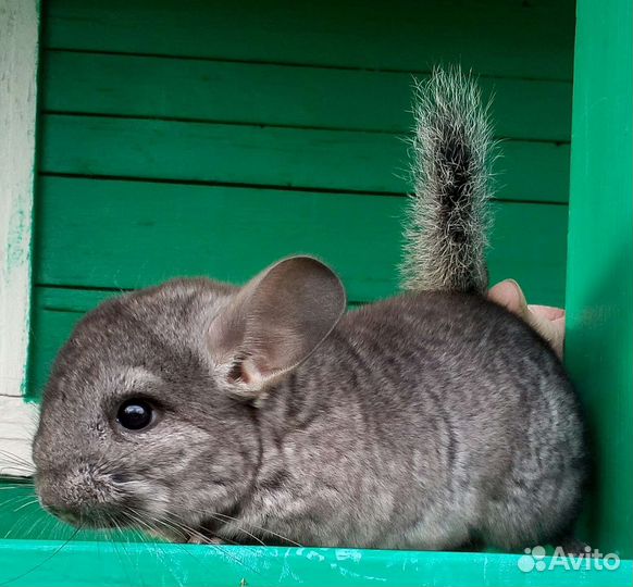 Шиншилла с клеткой (бронь до 1 сентября)
