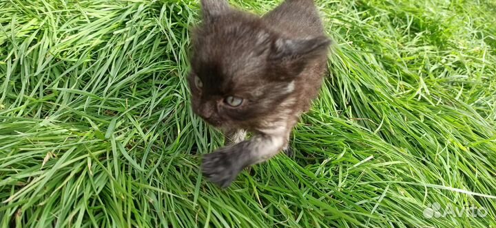 Котята в добрые руки бесплатно