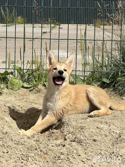 Девчуля 3,5 месяца ищет дом
