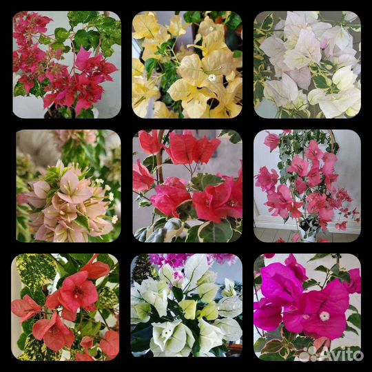 Бугенвиллея