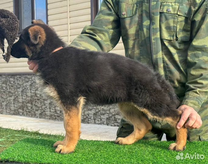 Щенки (суки) немецкой овчарки с документами РКФ