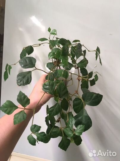 Циссус ромболистный (березка)