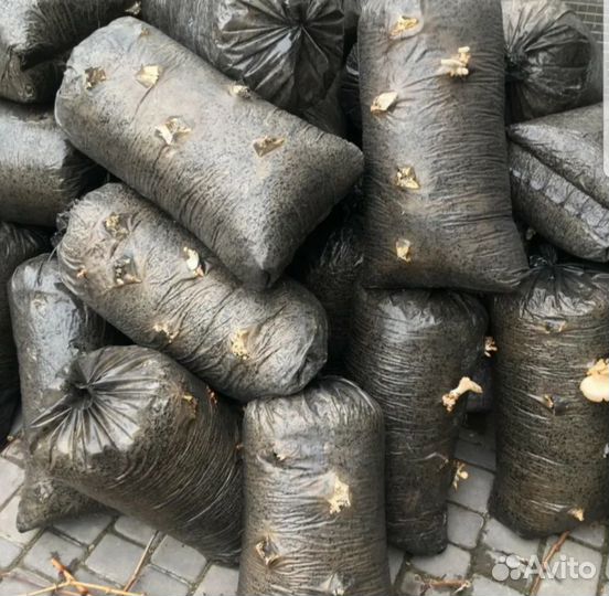 Грибные блоки компост шампиньонов, перегной 3Х лет