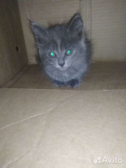 Котёнок в добрые руки