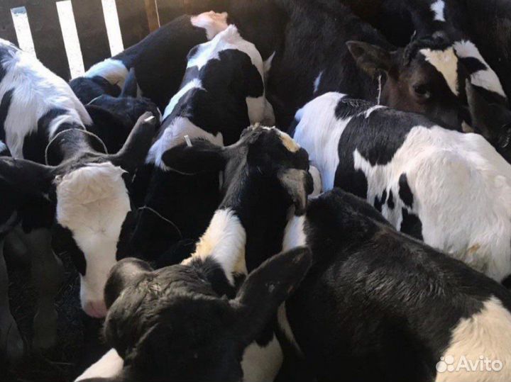 Телята бычки