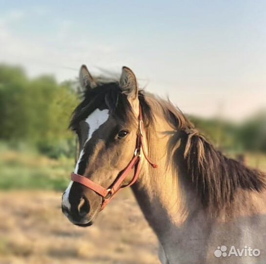 Жеребчик вятской породы
