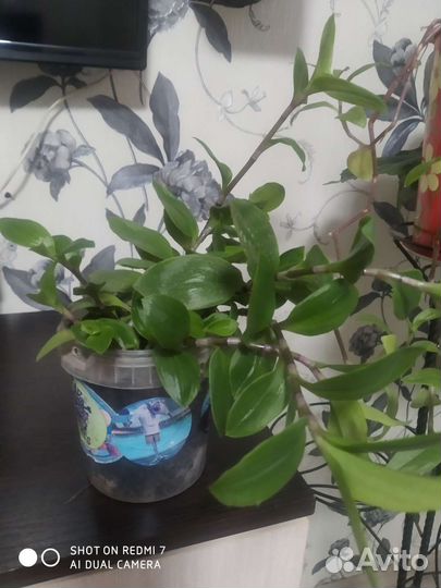 Традесканция