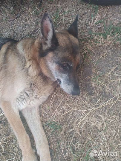 Черная немецкая овчарка