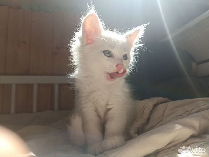 Белый котенок девочка