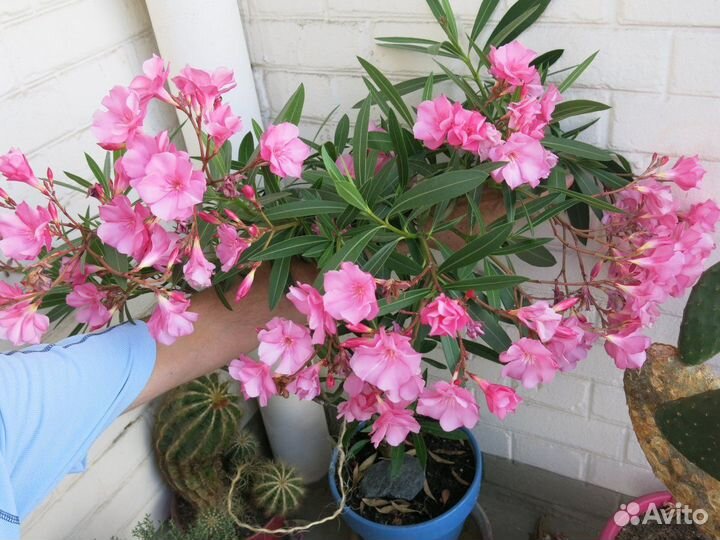 Олеандр обыкновенный, семена