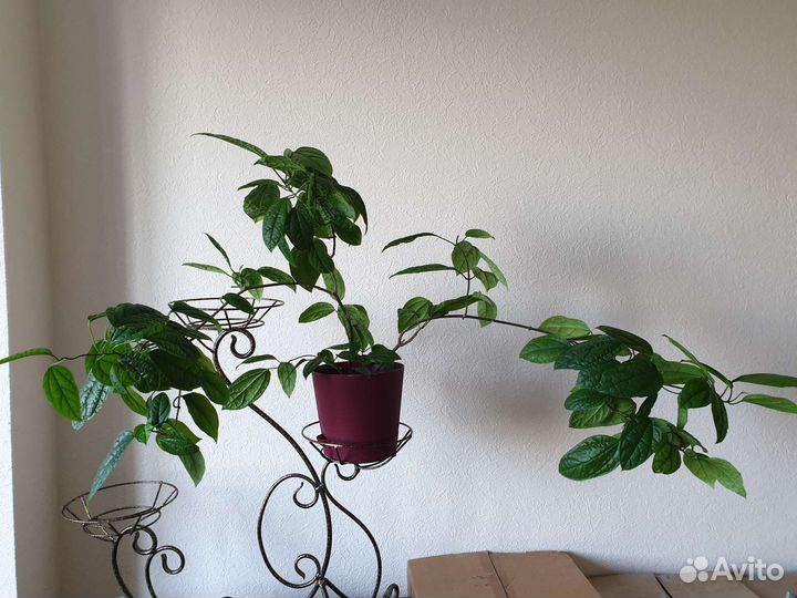 Клеродендрум томпсона