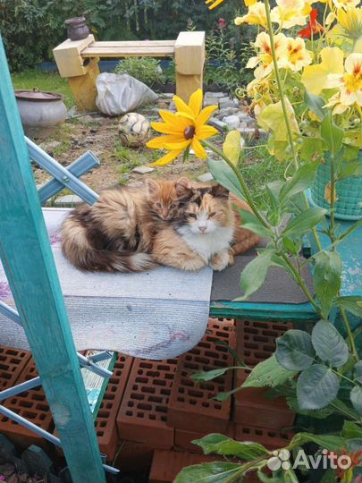 Кошка в дар