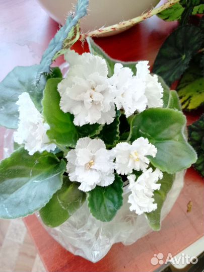 Продам детки фиалок махровых