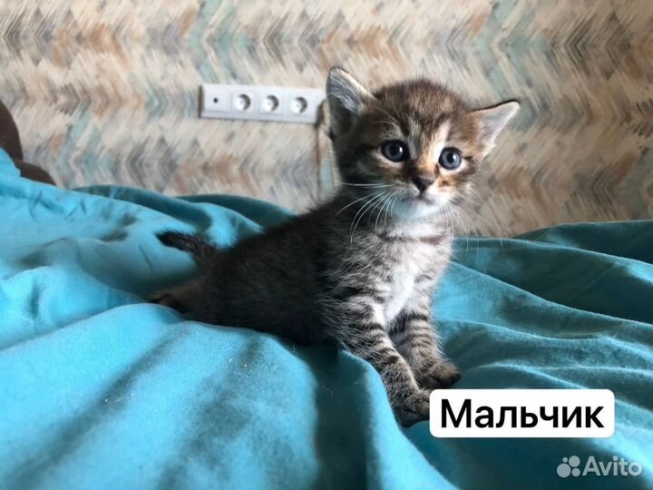 Котята
