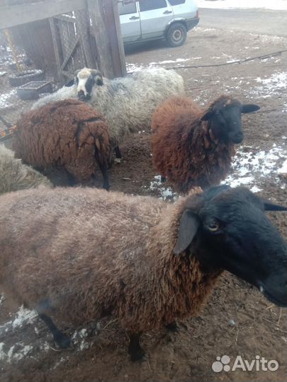 Овцы бараны
