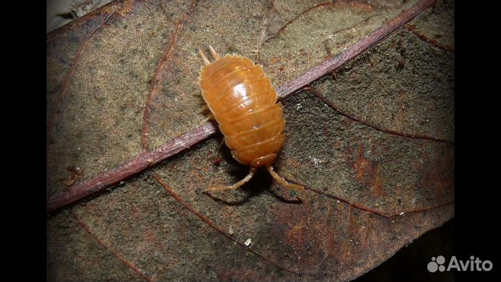 Мокрицы и хищный клещ(антиклещ) санитары для терра