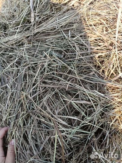 Сено в рулонах