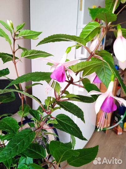 Отростки цветов фуксия