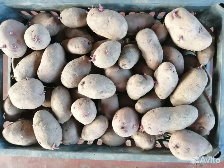 Семенной картофель